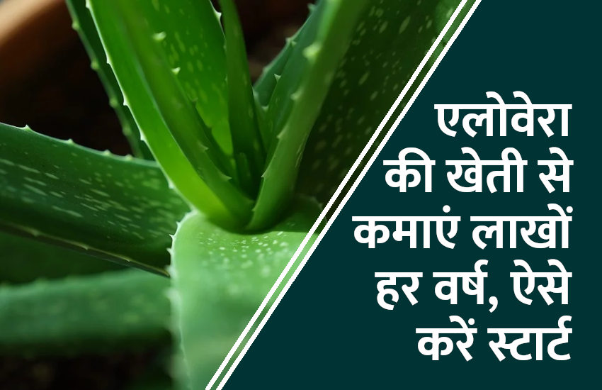 एलोवेरा की खेती से कमाएं लाखों हर वर्ष, ऐसे करें स्टार्ट