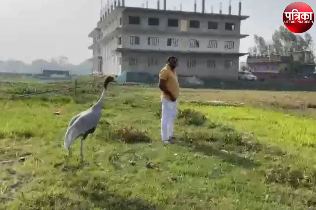 Video: आरिफ और सारस की दोस्ती के बाद, मऊ से इंसान और सारस की दोस्ती की कहानी