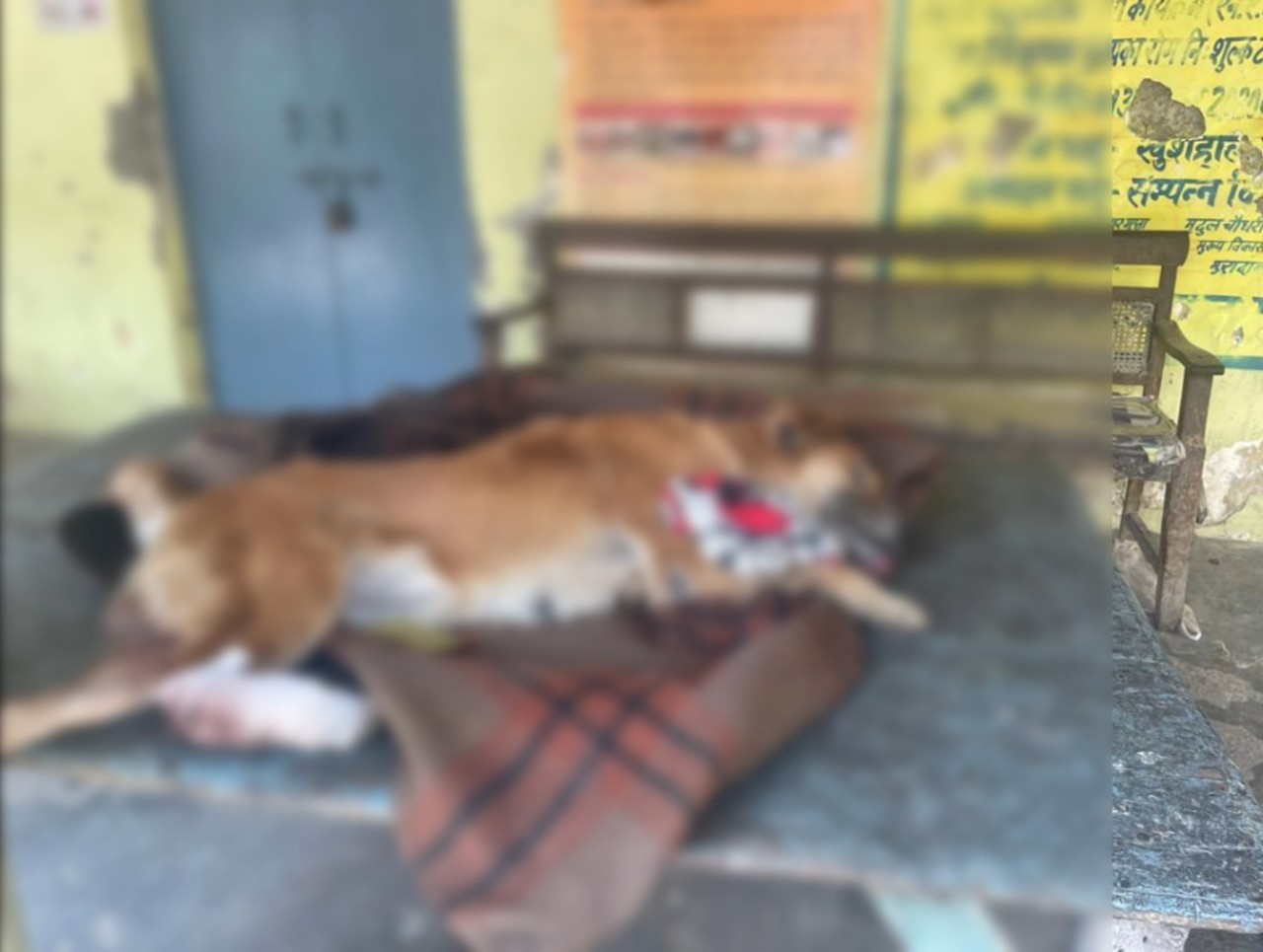 कुत्ते की पिटाई का मामला, एसपी क्राइम ने दी जानकारी