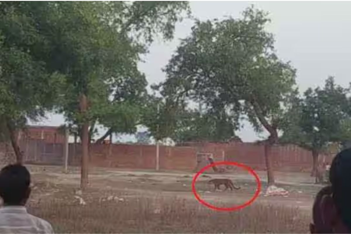 Hardoi News: हरदोई में तेंदुए का आतंक, 15 लोगों पर कर चुका है हमला