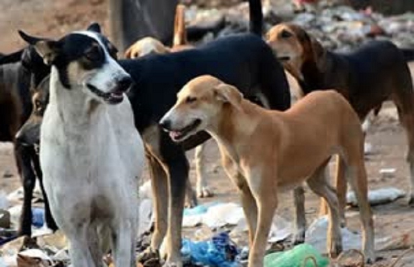 पागल कुत्ते का बढ़ा कहर, बुजुर्ग समेत चार बच्चे को काटा, दहशत में आए लोग