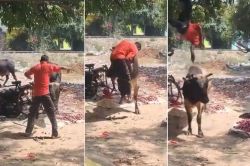 VIDEO: सांड ने सींग पर उठाकर कई फीट हवा में उछाल दिया शख्स, अब तक फिल्मों में ही
देखा होगा ऐसा सीन - image
