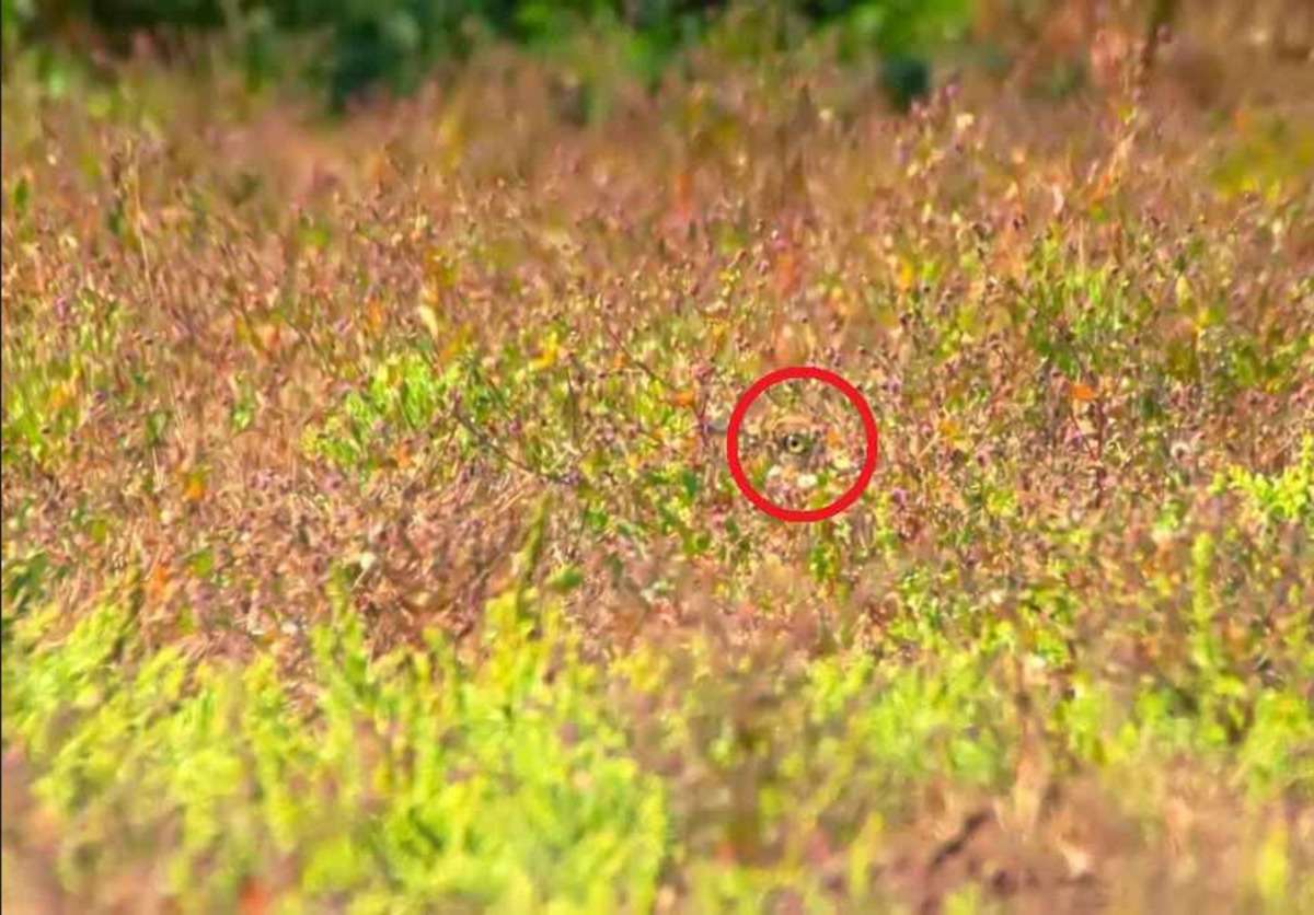 hidden_bird_found_in_picture.jpg
