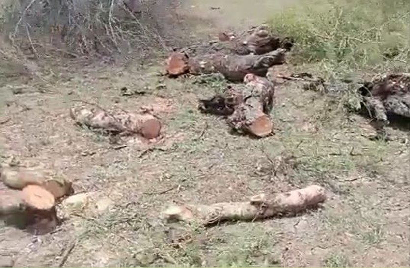 सिंहस्थ भूमि पर अवैध कॉलोनी बनाने से पहले पेड़ों की बलि