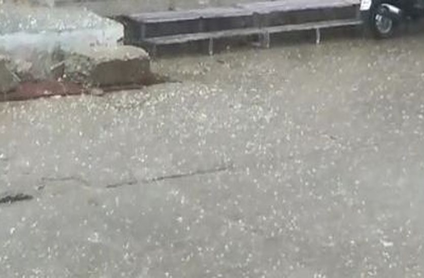 Weather: राजस्थान में यहां तेज अंधड़ व बारिश के साथ गिरे ओले, प्रदेश में आज भी
अलर्ट