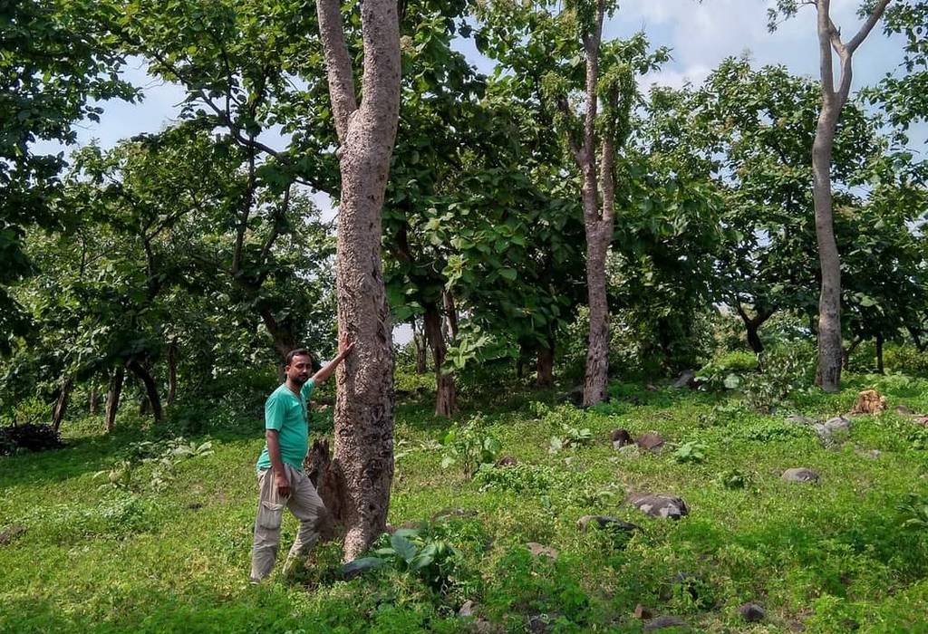 सीतामाता अभयारण्य में सालर के पेड़. संरक्षण व संवर्धन की दरकार