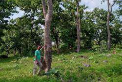 सीतामाता अभयारण्य में सालर के पेड़. संरक्षण व संवर्धन की दरकार - image