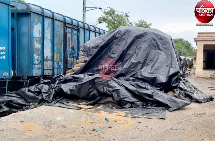 Biporjoy Cyclone Effect: बोरियों पर तिरपाल ढका, फिर भी भीगा गरीब का गेहूं