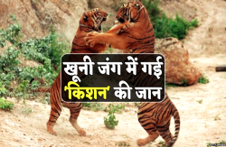 नौरादेही अभयारण्य के पहले बाघ की मौत, बाहर से आए टाइगर से लड़ाई में घायल हुआ था
‘किशन’ - image