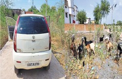 कार से आए थे बकरी चोरी करने, तभी चोरों से हो गई ये गलती, मालिक समेत गांव वालों
ने दौड़ाया, फिर… - image