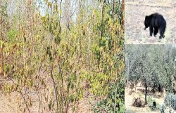 पानी की तलाश में भटककर गांव में घुसा भालू, इधर…खेत-खलिहान में जंगली सूअर ने
जमाया अड्डा - image