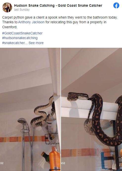 viral_python_in_bathroom_snake_from_queensland_australia_aq.jpg