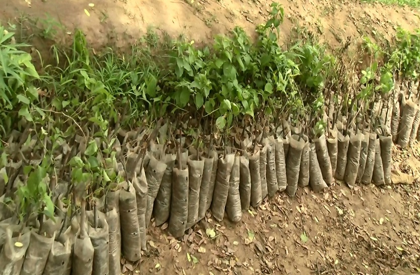 पौध वितरण की तैयारी में नर्सरियां, 19 लाख से अधिक पौध वितरित करेगा उद्यानिकी
विभाग