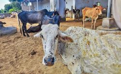 राहगीरों के कंठ प्यासे, कागजों में चल रही प्याऊ - image
