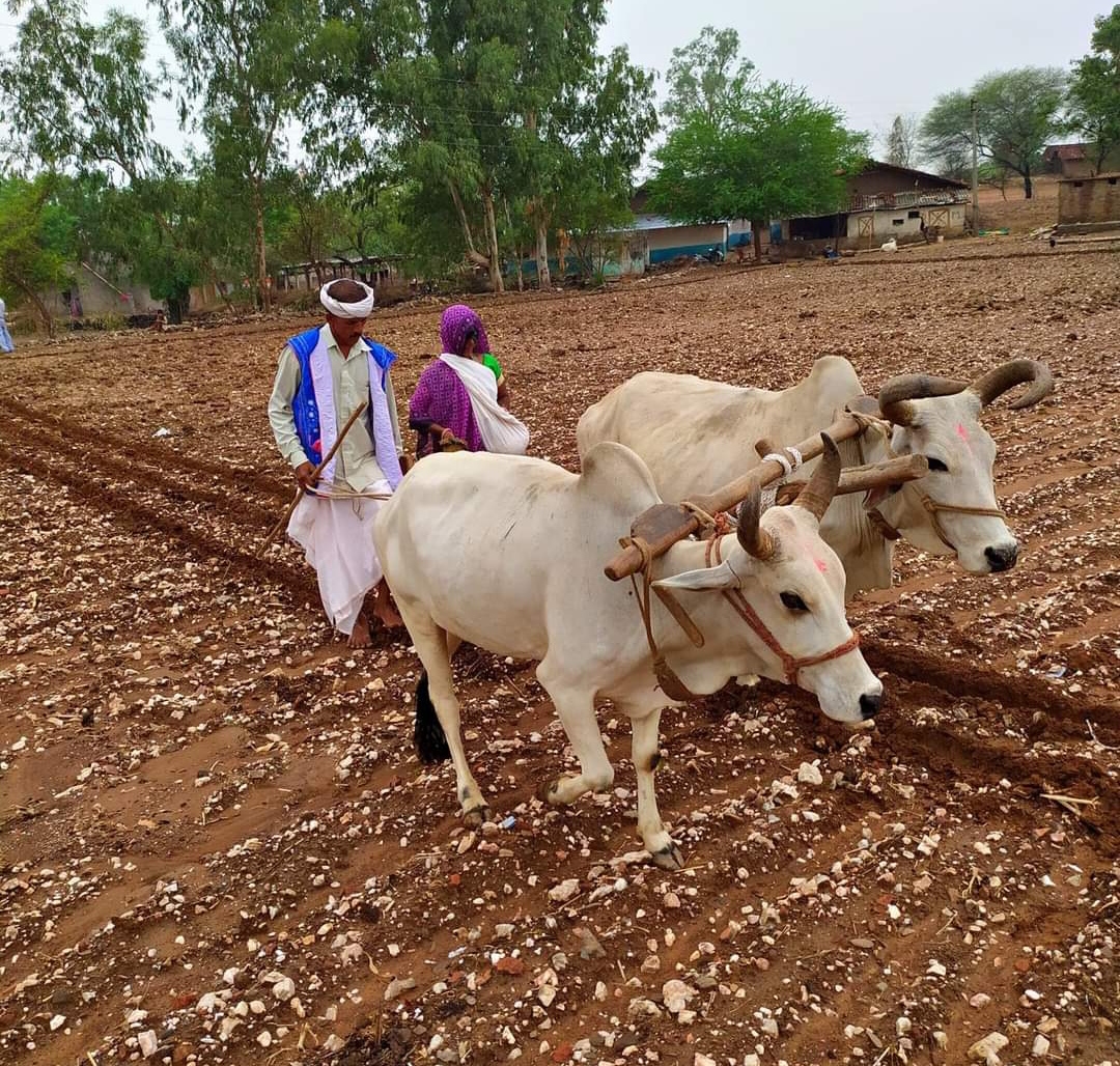 पिछली उपज का भुगतान नहीं मिलने से बोवनी प्रभावित, किसानों की चिंता बढ़ी