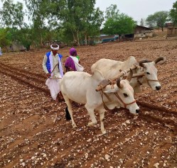 पिछली उपज का भुगतान नहीं मिलने से बोवनी प्रभावित, किसानों की चिंता बढ़ी - image