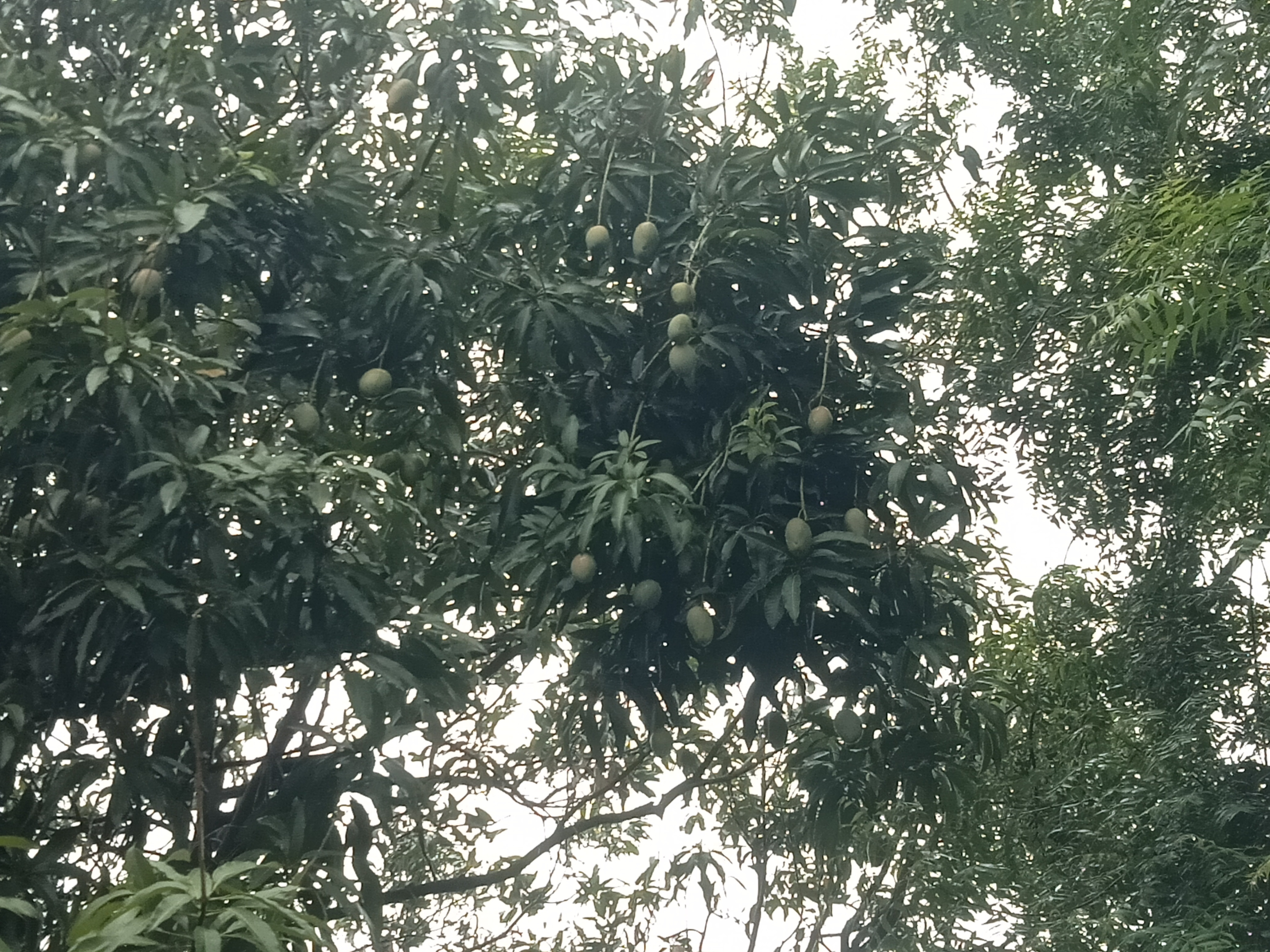 taste of mango : …तो आम कहां से होए