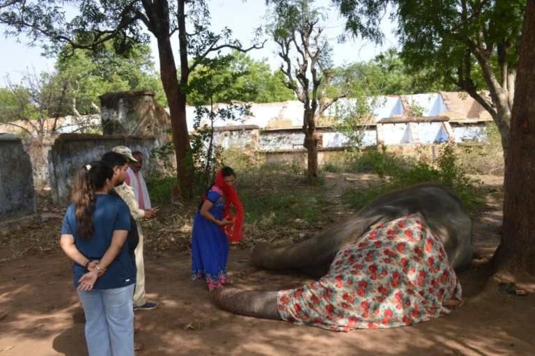 आखिरकार हमेशा के लिए शांत हो गई हथिनी चंचल