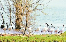 परिंदों की दुनियां का आगमन, इस माह तक तैयार होगा गिधवा-परसदा का बर्ड सफारी - image