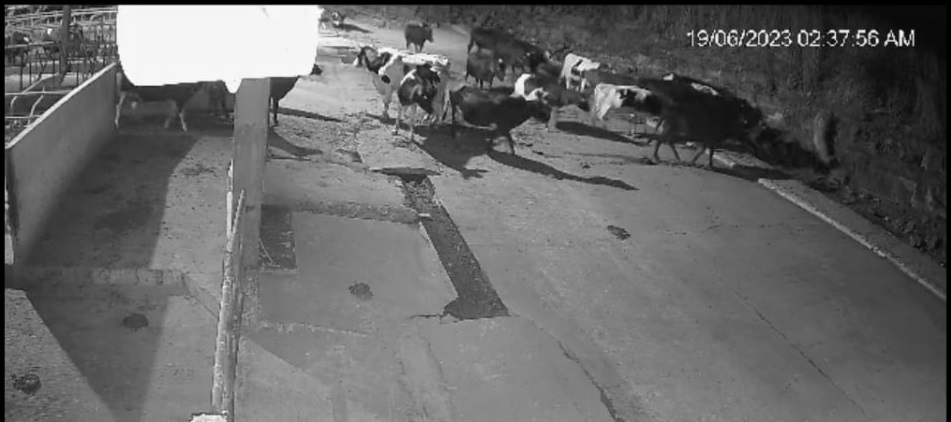 देखें वीडियो- भोपाल के बुल मदर फार्म में घुसकर बाघ ने एक गाय को दबोचा लेकिन सभी
गायों ने एकत्रित होकर गाय को बाघ के मुंह से छुड़ाया और उसे बाहर खदेड़ा