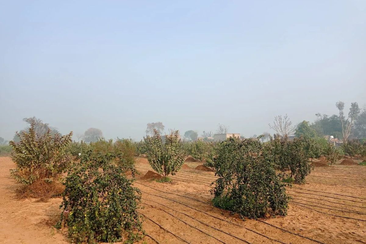 Alwar : कौड़ियों के दाम बेची बेशकीमती सरकारी जमीन, अब नीलामी निरस्त करने की
तैयारी