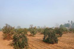 Alwar : कौड़ियों के दाम बेची बेशकीमती सरकारी जमीन, अब नीलामी निरस्त करने की
तैयारी - image