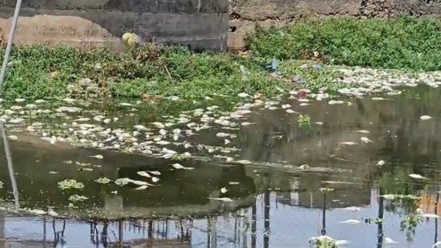 Died fishes