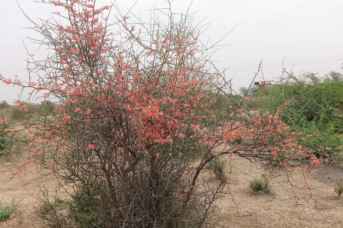 Rajasthan : देश विदेश में बढ़ रही राजस्थान के इस कड़वे फल की मांग, किसानों की हो
रही अच्छी कमाई