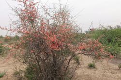 Rajasthan : देश विदेश में बढ़ रही राजस्थान के इस कड़वे फल की मांग, किसानों की हो
रही अच्छी कमाई - image