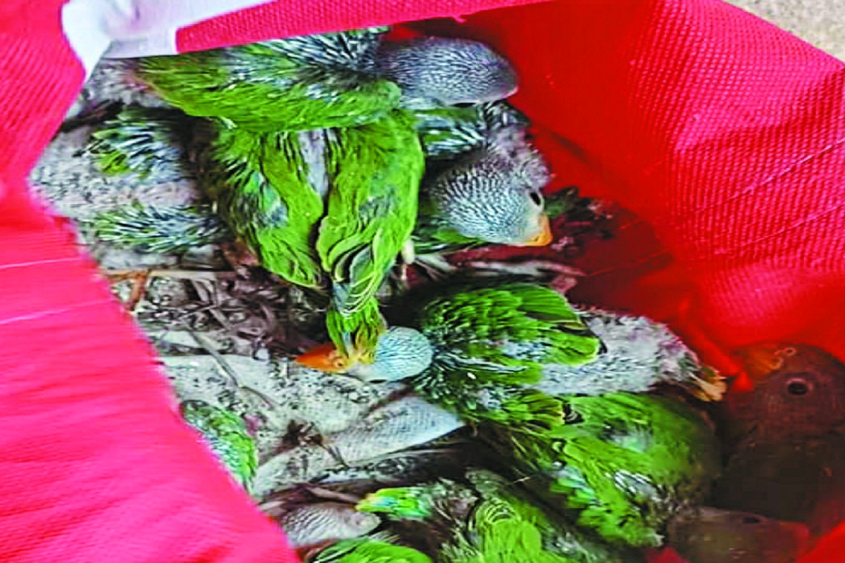 जानवरों का अवैध व्यापार करने वालों पर वन विभाग ने कसा शिकंजा, दो आरोपियों से 16
तोते के बच्चे जब्त - image